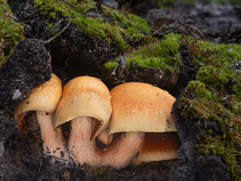 Gymnopilus stabilis